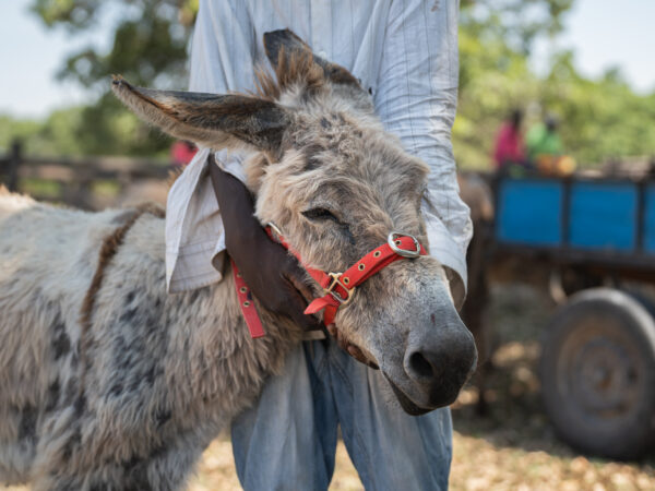 A working donkey suffering from an extreme case of internal and external parasites.