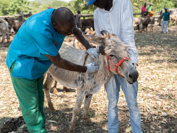 A donkey suffering from an extreme case of external parasites receives veterinary care from SPANA.