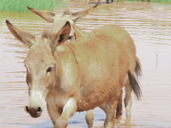 A donkey walks through floodwater up to its knees, many donkeys are visible in the background