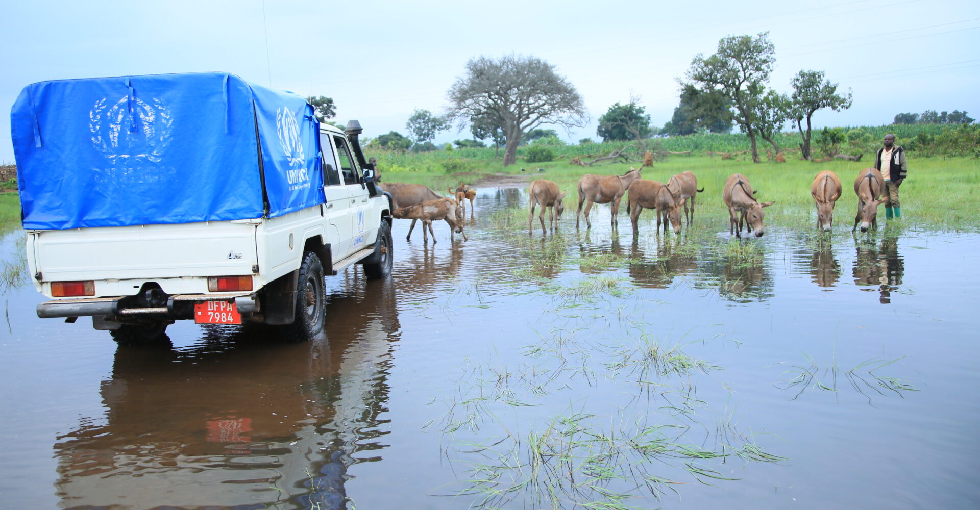 View of a large flooded area with donkeys in the background wandering around in the flood water and an aid car in the foreground