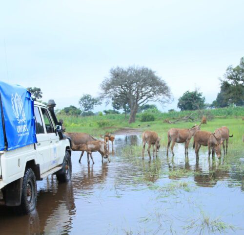 View of a large flooded area with donkeys in the background wandering around in the flood water and an aid car in the foreground