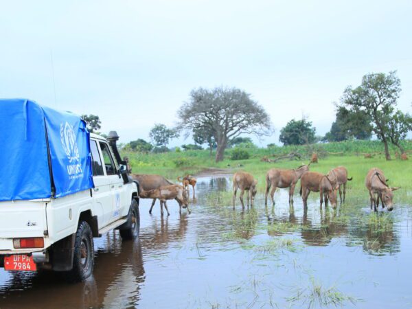 View of a large flooded area with donkeys in the background wandering around in the flood water and an aid car in the foreground