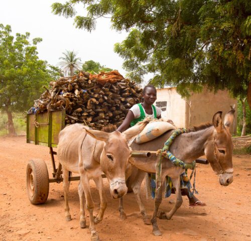 Homemade harnesses can be agony for working animals