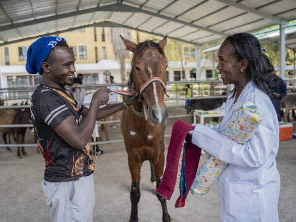 A working horse from Ethiopia receives comfortable new harness padding