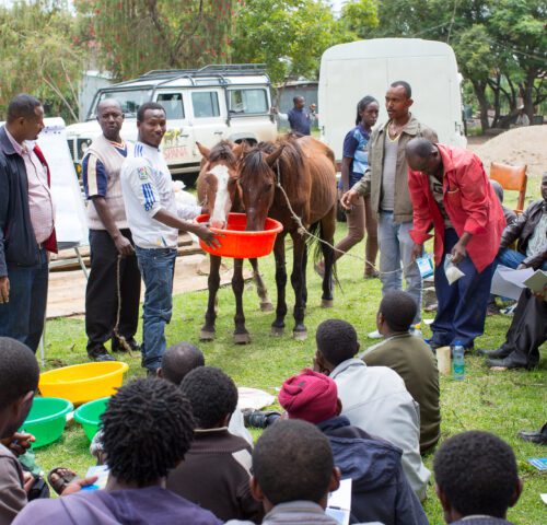 A group of people stand around in a community training session. A few individuals are holding a container which two horses are feeding from.