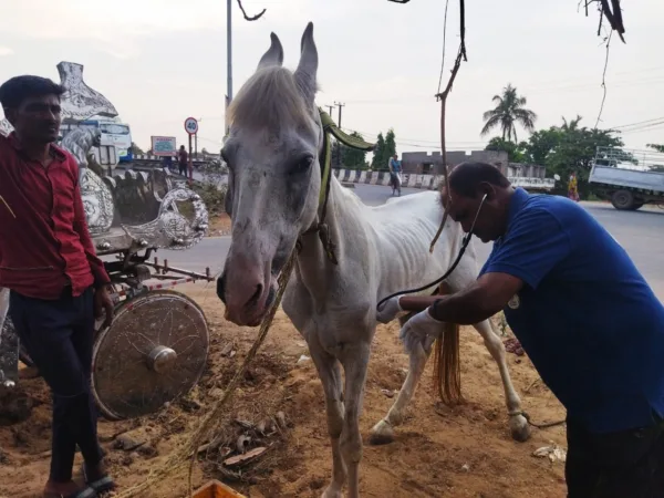 Chetak the horse was treated for pneumonia