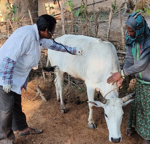 cow being treated