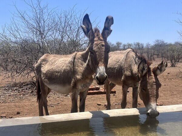 donkeys drinking at a borehole