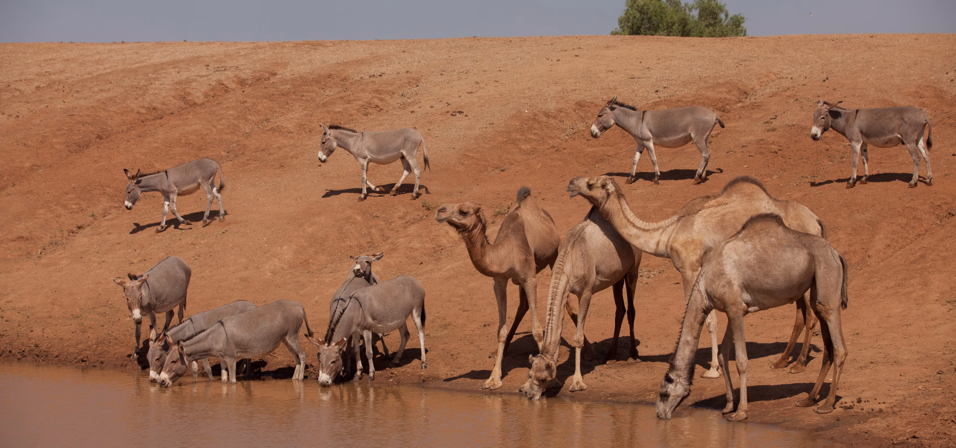 Camels drinking from water in Turkana