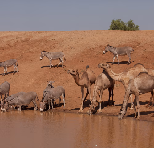 Camels drinking from water in Turkana
