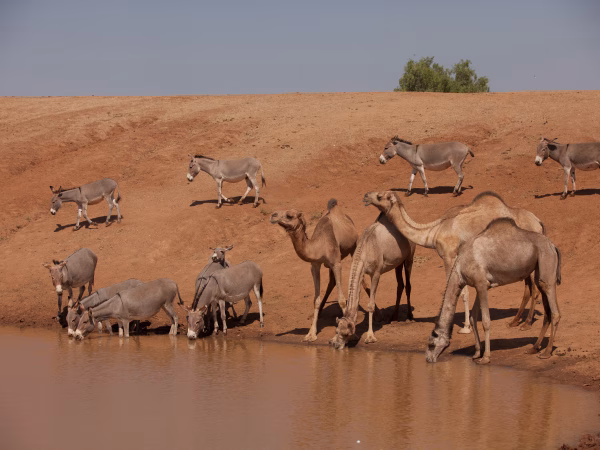 Camels drinking from water in Turkana