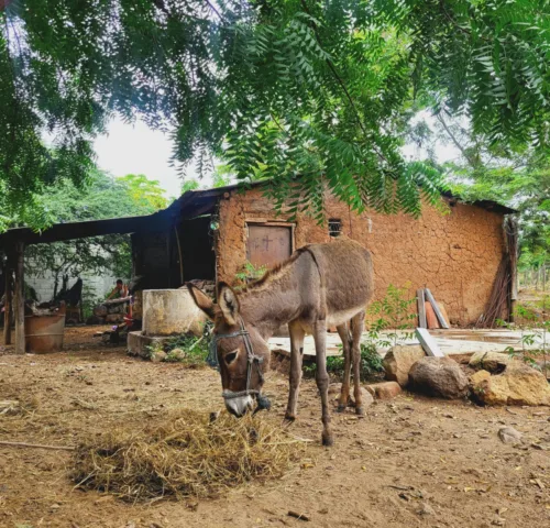 working donkey in Guatemala stands on dusty ground with green trees in the background