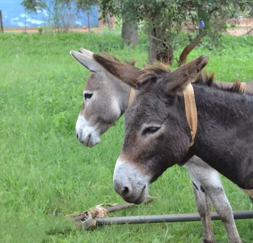 Two working donkeys in South Africa