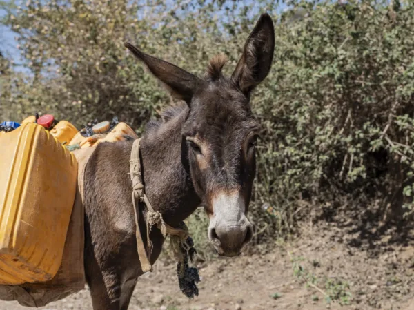 A donkey loaded with yellow water containers, standing outdoors with vegetation in the background.