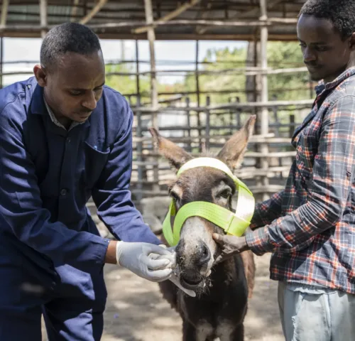 Donkey being treated for a respirtatory infection