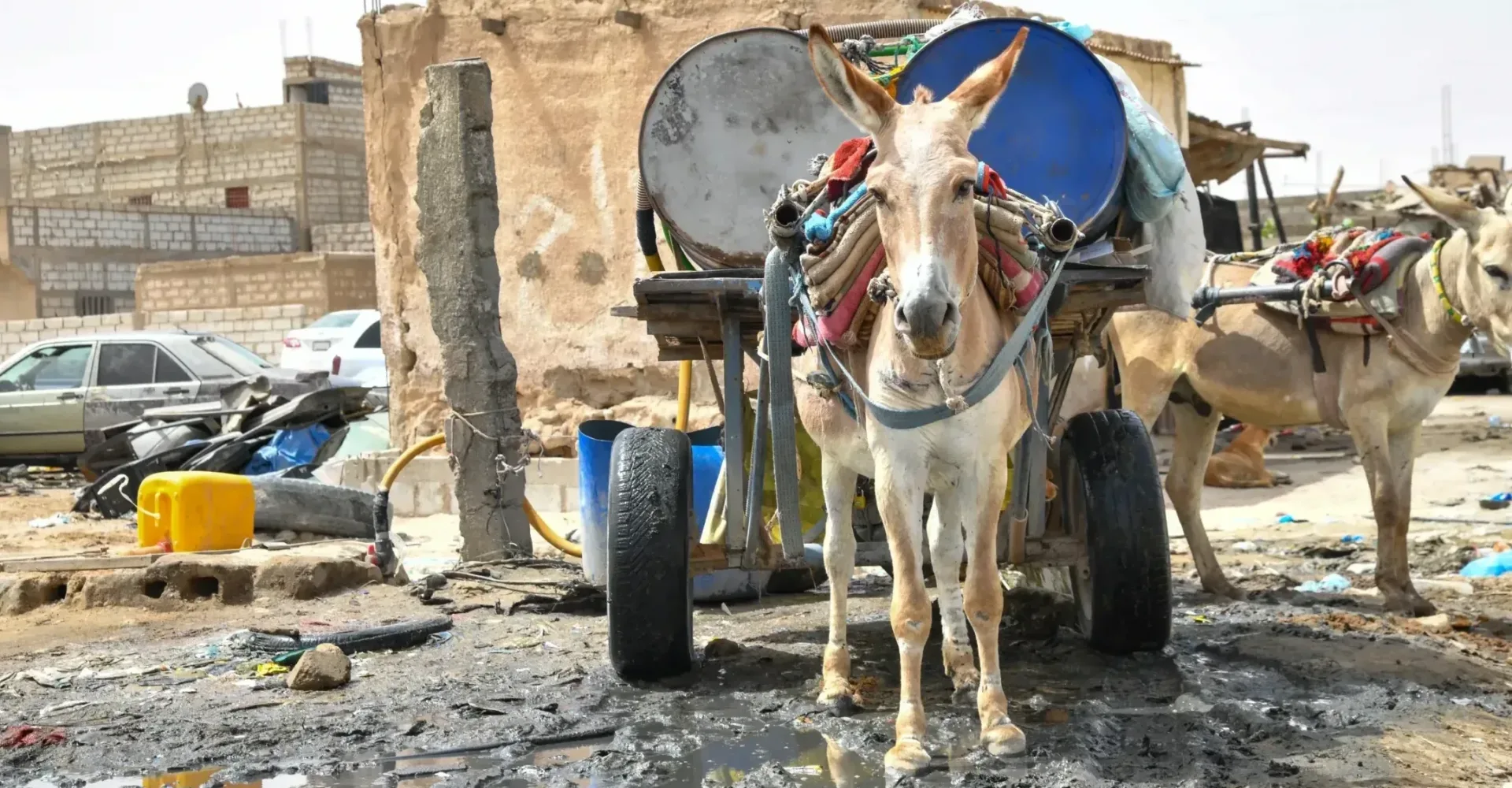 Donkeys pulling barrels of water