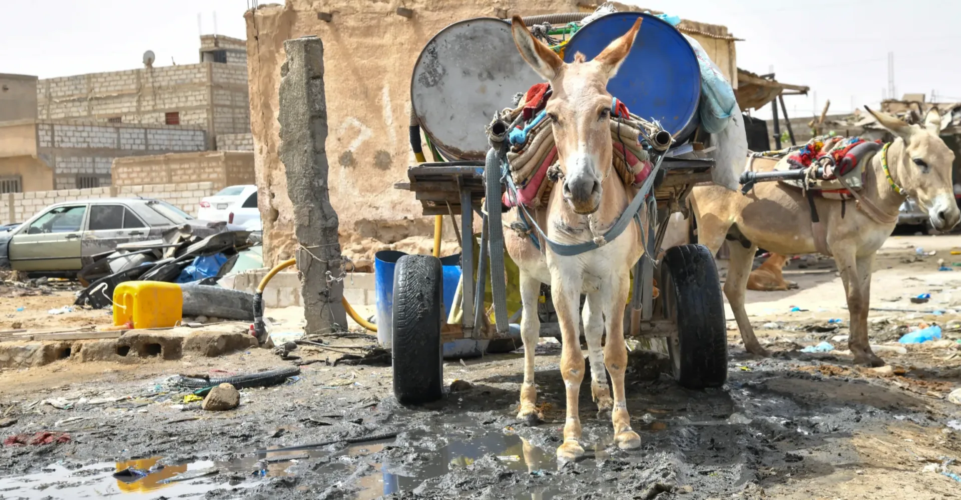 Donkeys pulling barrels of water