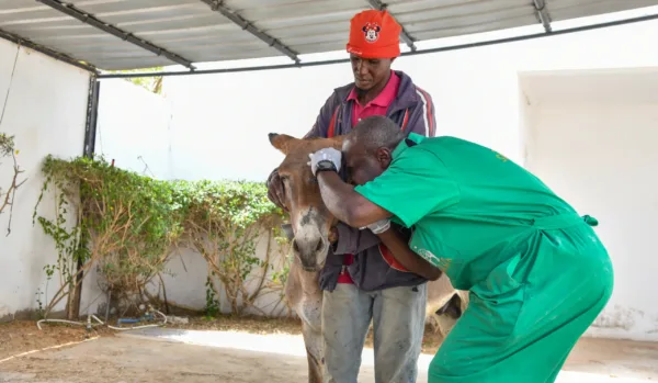 Fyaz the donkey being treated for an ulcer in his eye