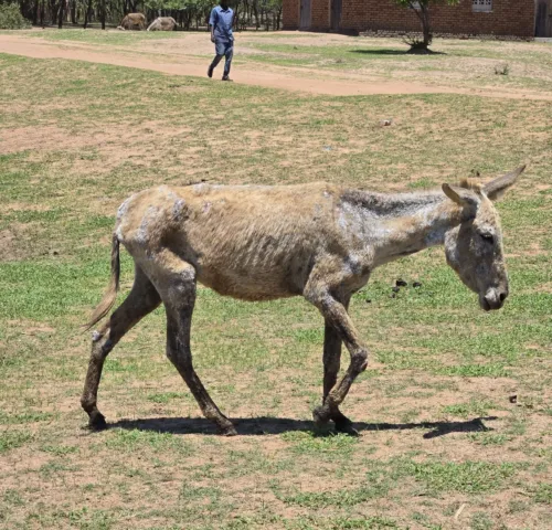 Very thin donkey with patches of hair missing
