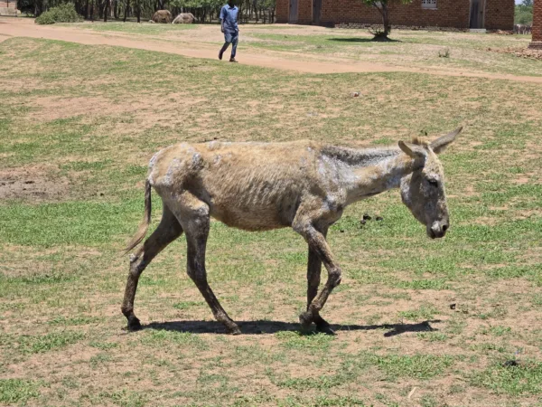 Very thin donkey with patches of hair missing