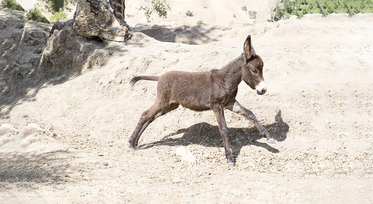 A joyful brown foal runs along a dusty track