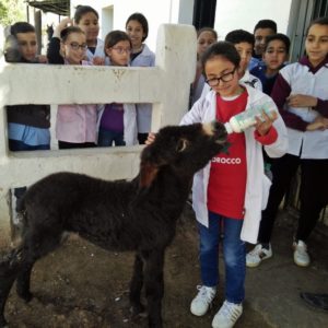 Child bottle feeding foal while classmates watch