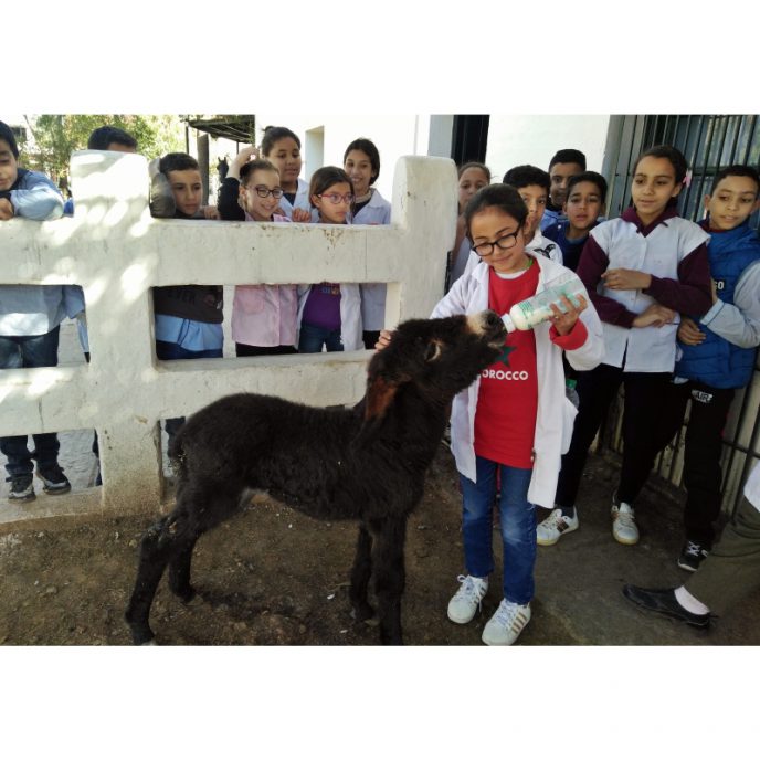 Child bottle feeding foal while classmates watch