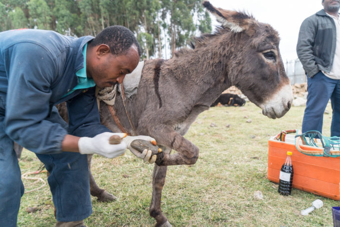 A grey fluffy donkey having his hoof filed by a SPANA vet