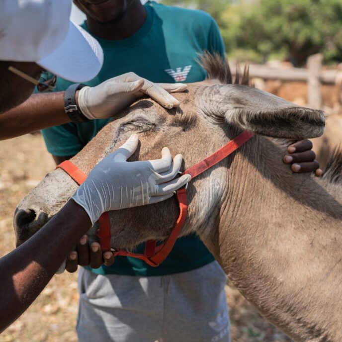 Donkey having its eyes examined by a vet