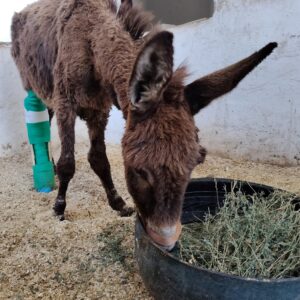 Donkey wearing leg cast eating hay in the stables