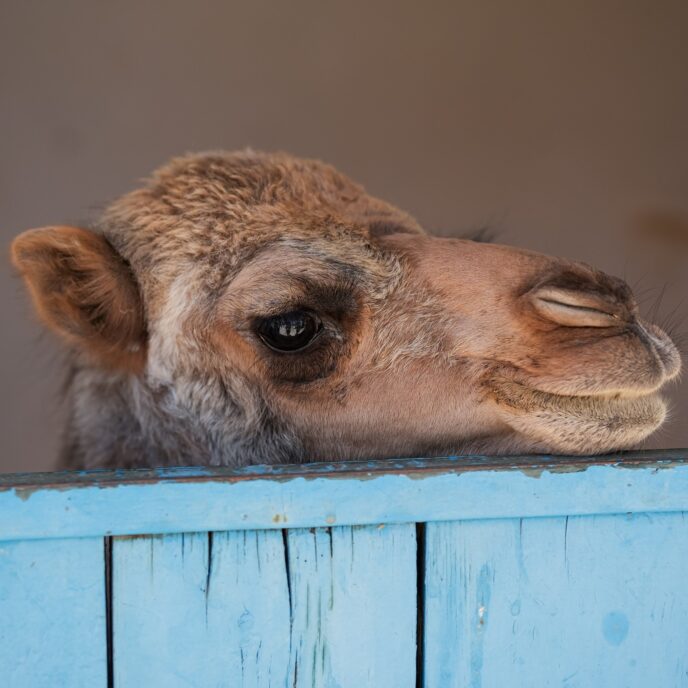 Baby camel at the stables