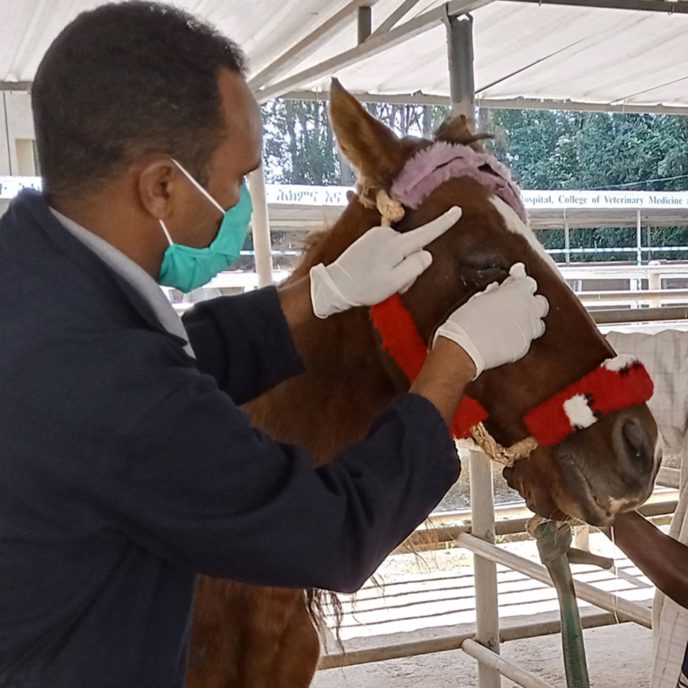 Brown horse being given eye treatment