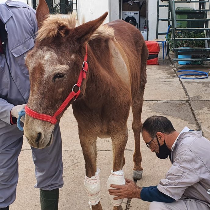Brown and white mule with bandaged front legs