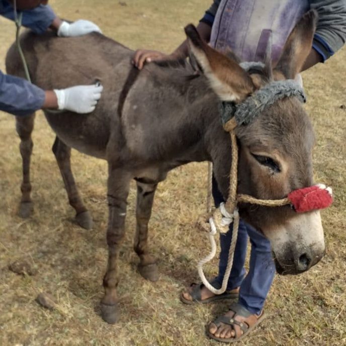Donkey being treated with young owner