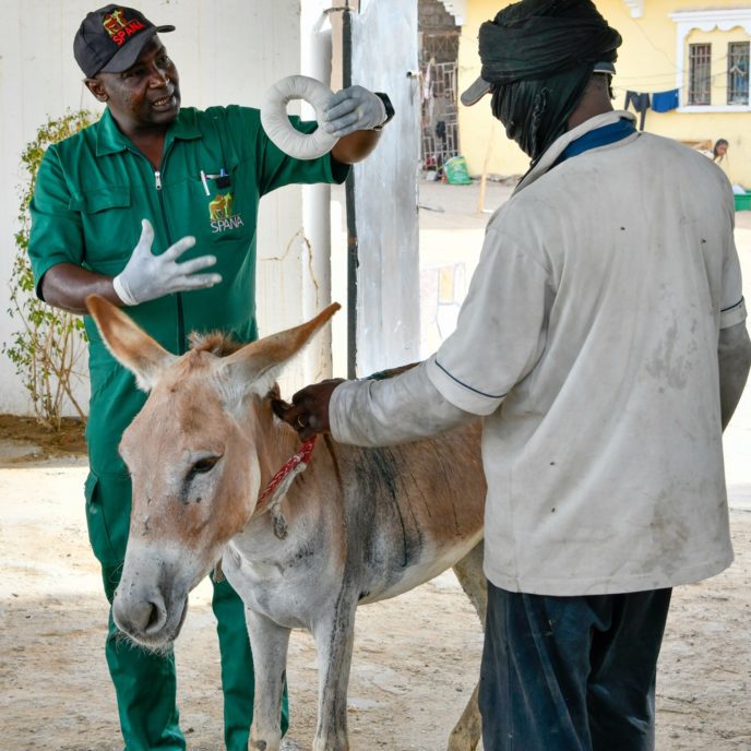 Vet showing an owner a doughnut bandage for this donkey