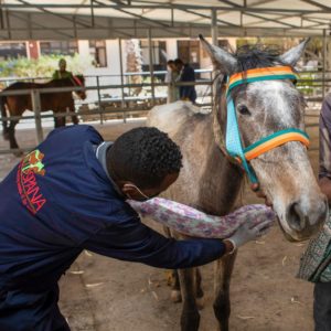 Grey horse being fitted with harness padding