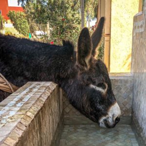 Brown donkey drinking from a trough