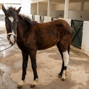 Animal First Aid Kit Gift E-Gift