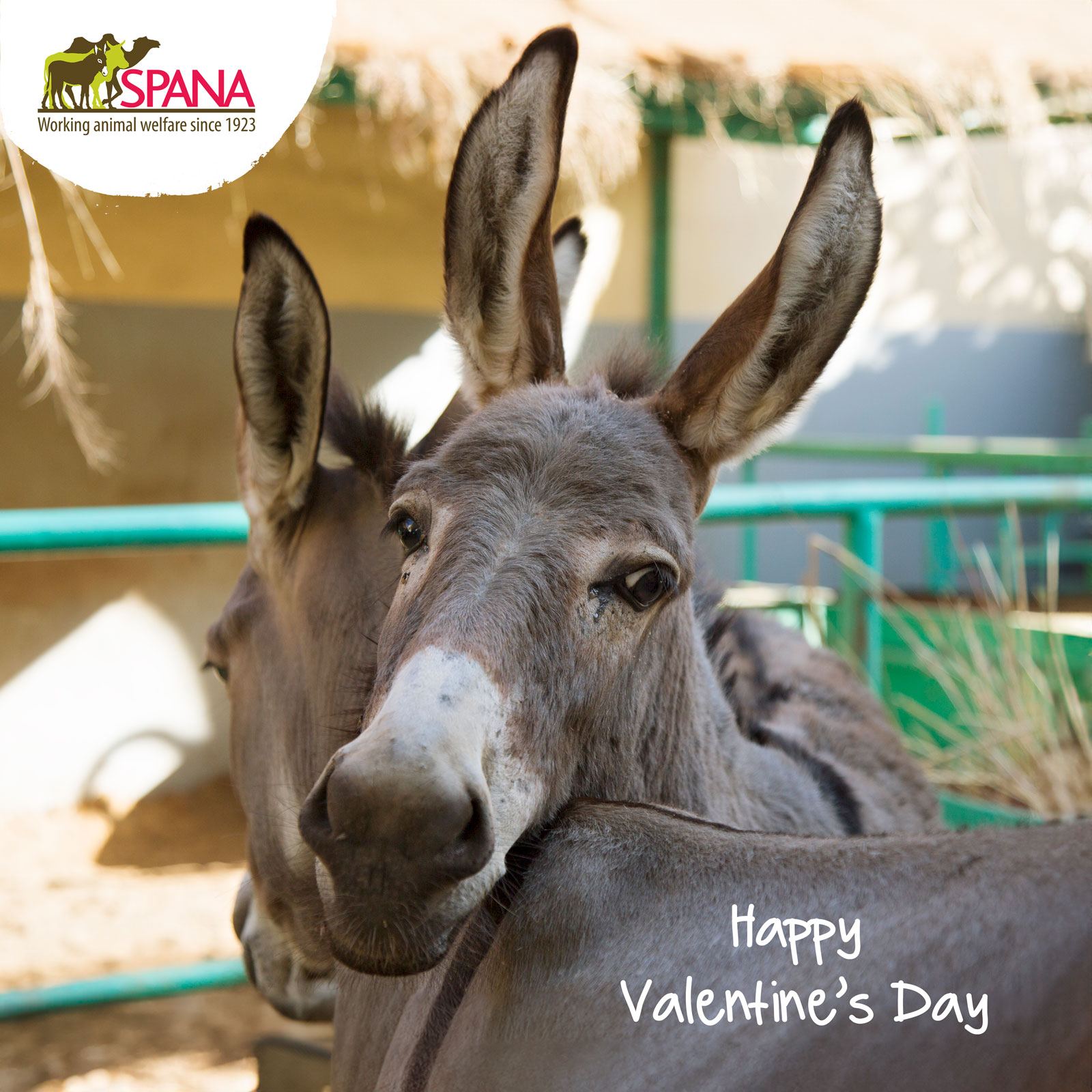 Donkey - Valentine's Day