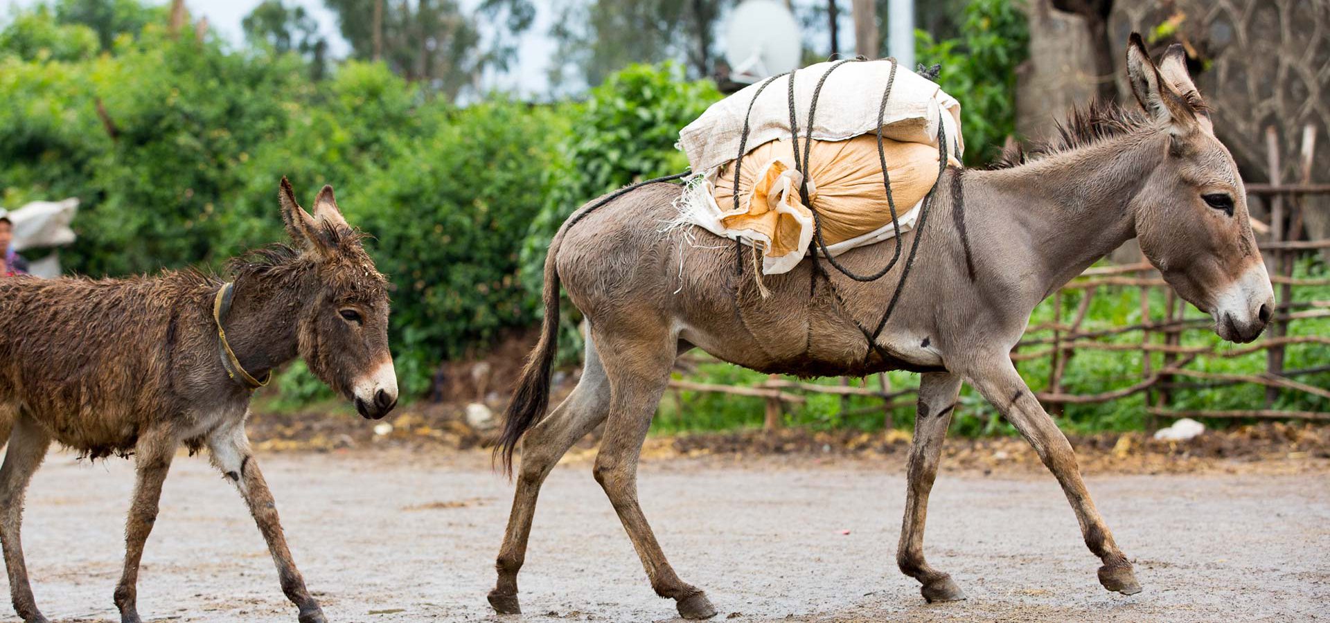 Two donkeys crossing a road