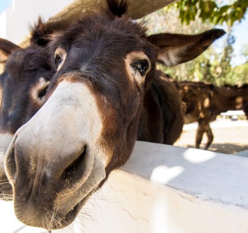 two donkeys in morroco