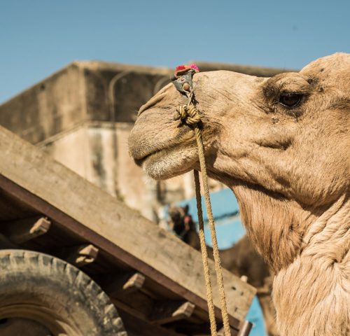 Photo of a camel in front of a large truck with a sky blue background