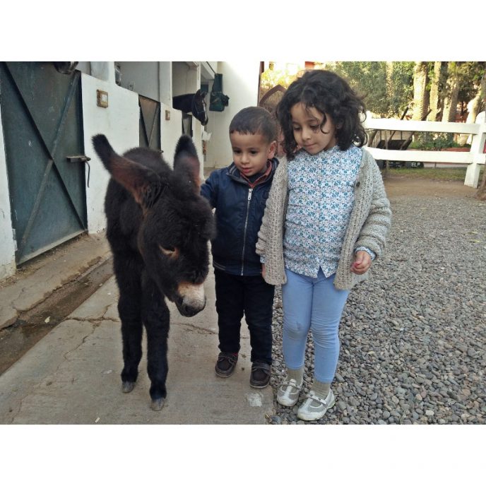 Two children with donkey foal