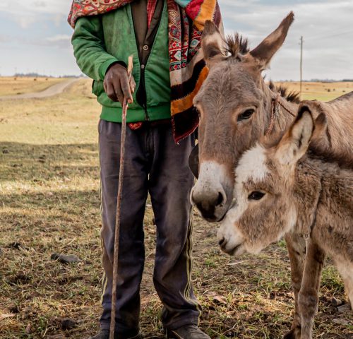 A man stands next to his donkey and foal.