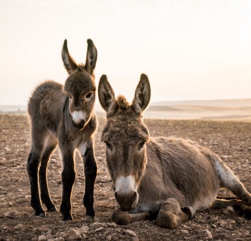 A baby donkey stood next to his mother who is sat down on open plains.