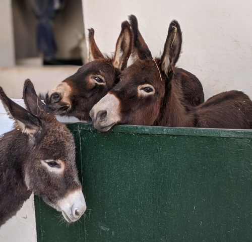 Donkeys in stable