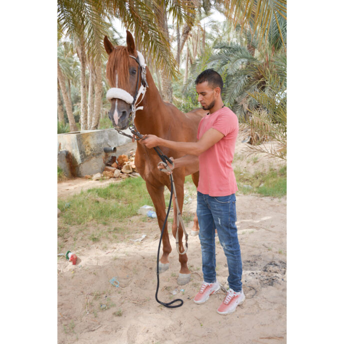 Brown horse wearing a new head collar, standing with its owner