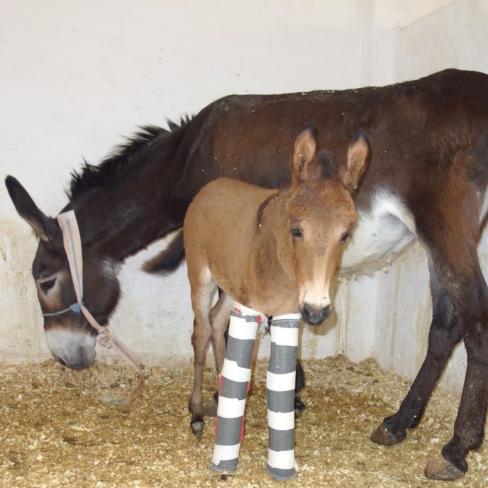 A donkey foal in leg bandages