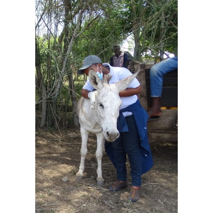 A white donkey being examined by a vte