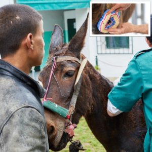 A brown mule being examined by a vet and smaller photo of doughnut bandage